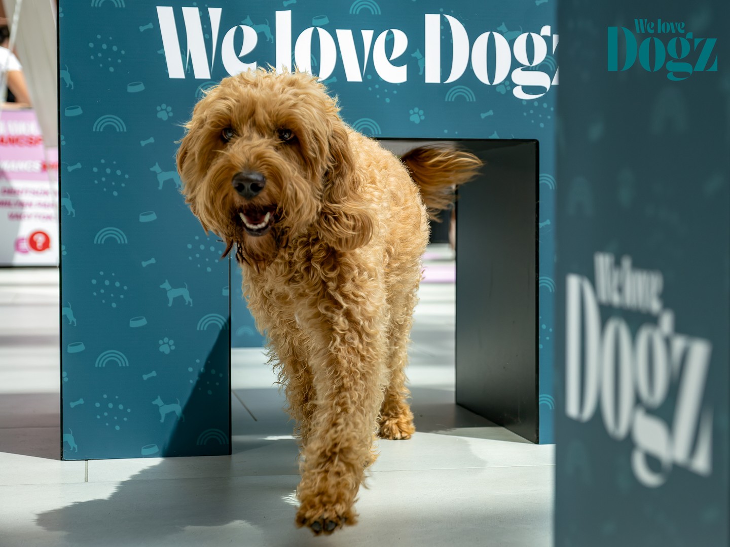 GLAMOUR&WE LOVE DOGZ Mancsparty ismét összehozta a kutyabarát közösséget