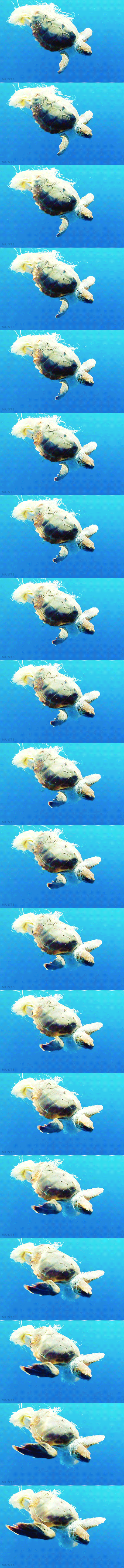 10 dolog amit most megtehetsz, hogy megelőzd az óceánszennyezést