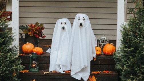 A legjobb ünnepi ötletek Halloweenre