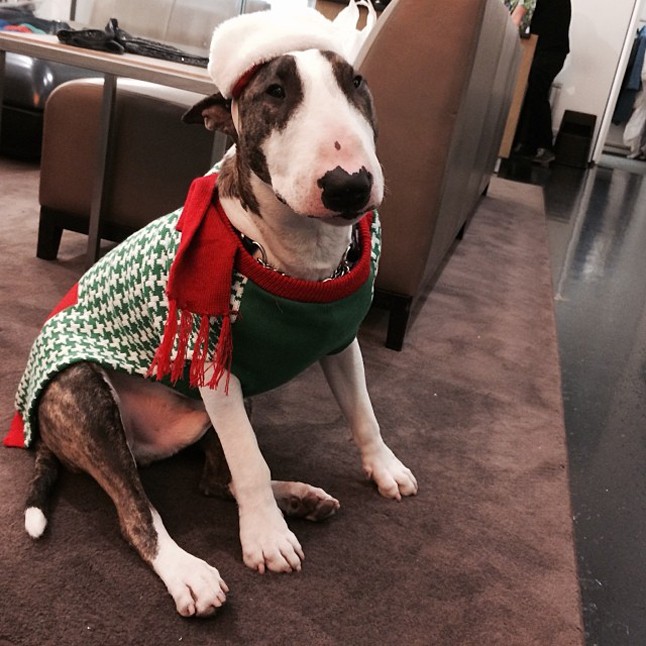 Marc Jacobs kutyája, Neville sem marad alul.