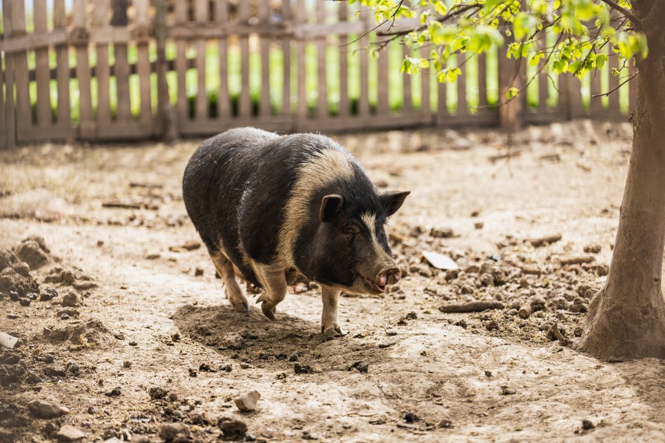 Több mint hagyomány: a sertéshús helye a modern magyar konyhában (x)