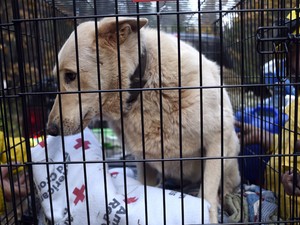 Ez az oldal megmutatja, hogy milyen kegyetlenségeket művelnek az emberek az állatokkal