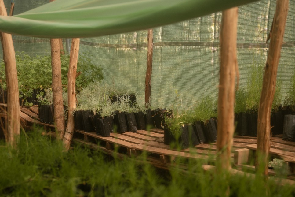 A palánták egy részét a gyerekek hazaviszik és otthon nevelgetik tovább.