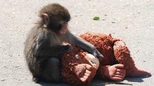 Egyszerű oka van annak, miért sajnáltuk meg egy emberként Punchot, a makákóbébit