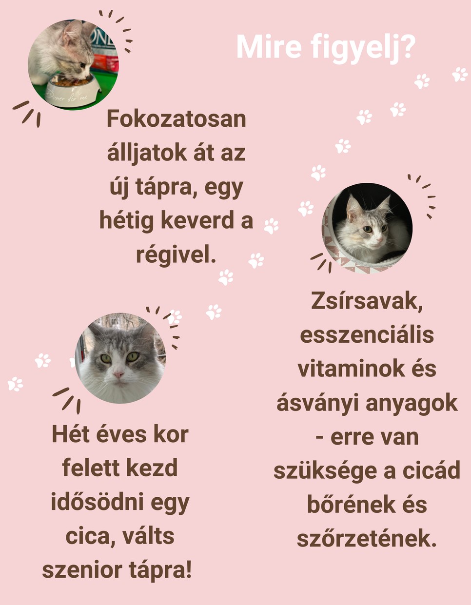 Hosszú és boldog élet a cicádnak? Megtaláltuk a tökéletes macskaeledelt!