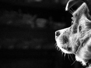 Ezt tedd, ha állatkínzás szemtanúja vagy! 