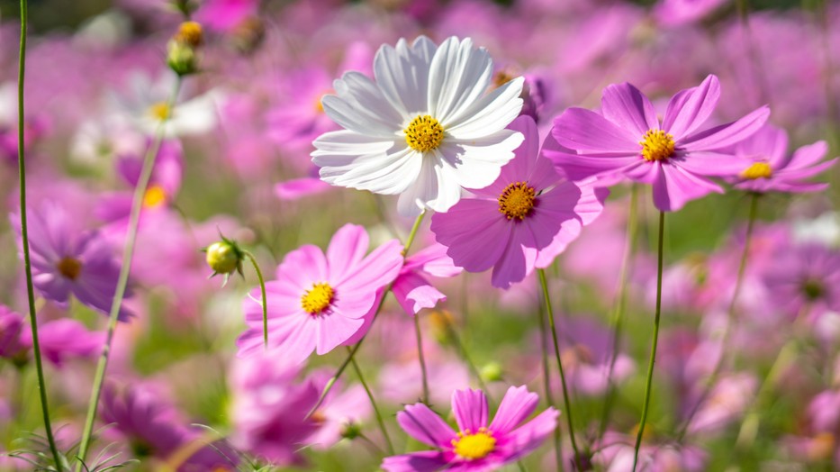 Születési hónapunk virágai akár szerencsét is hozhatnak