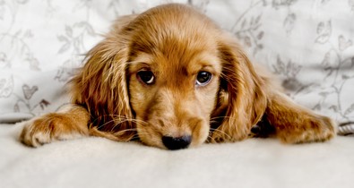 Magyarországon is egyre jobban terjed a fertőzés, ami emberre és kutyára is veszélyes lehet