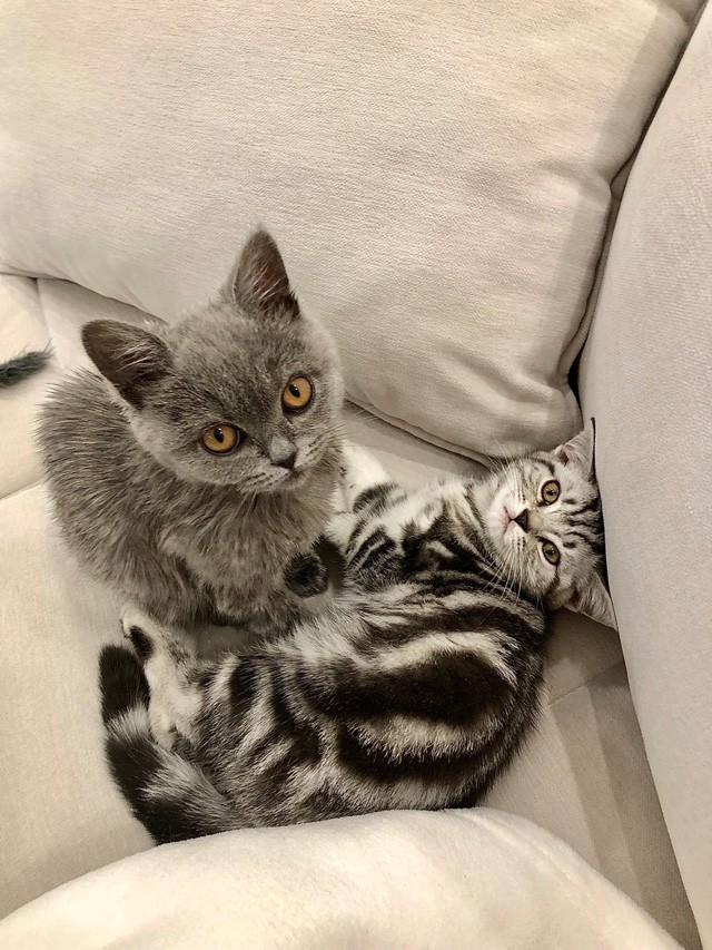 Illés Fanni: Életem két cicussal