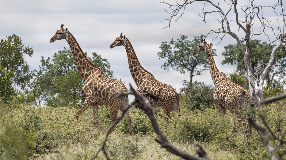 Legyél aktív védelmezője az afrikai szavanna veszélyeztetett állatainak ezzel a szuper funkcióval