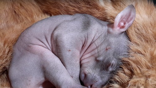 Micsoda ötlet: Van otthon egy valódi szőrméd? Segítsd vele a megmentett állatokat