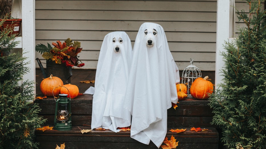 A legjobb ünnepi ötletek Halloweenre