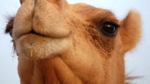 Szexi vagy nem: a tevepata