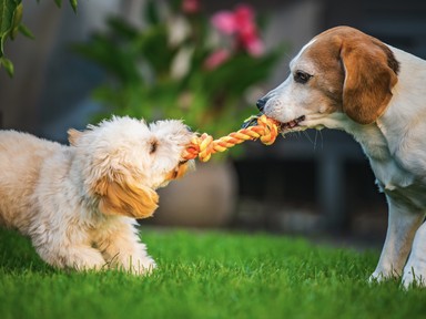5 játék, amit egy állatorvos soha nem adna a kutyájának, és neked sem kellene 