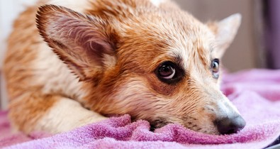 Ilyen gyakran kellene kimosnod a törölköződet a szakértő szerint: komoly fertőzést kaphatsz, ha nem így teszel