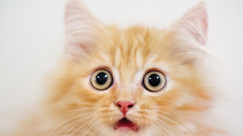  Őrült diéták a középkortól napjainkig