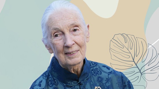 Jane Goodall: „Az emberek talán tudnak rakétát építeni, de nem ettől lesznek okosak. Az állatok sokkal intelligensebbek, mint gondolnák”