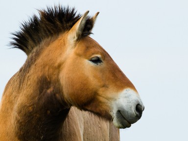 Mindig arról álmodtam, hogy egy távcsővel a kezemben dolgozhatok - interjú Ozogány Katával a Hortobágyi Nemzeti Park vadlórezervátum kutatójával