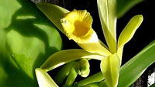 Vanília, a nyári kedvenc