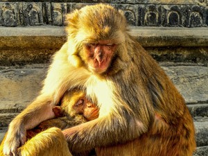 Biohacking kísérlet: Az Ikigai nyomában