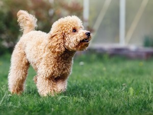 Toronymagasan ezek a legokosabb kutyafajták: nem véletlenül emelkednek ki a többiek közül