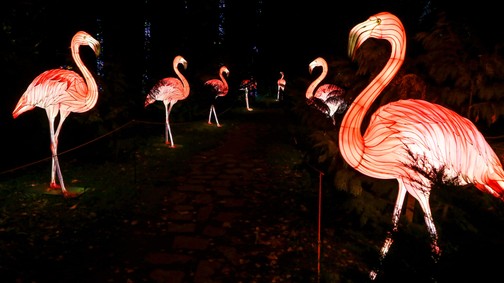 Ugorjatok be Alice Csodaországába!– Garden of Lights kiállítás nyílt az ELTE Füvészkertben