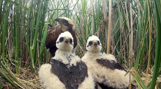 Be vagy zárva? Bámulatos magyar természetfilmekkel juthatsz most ingyen közel a természethez