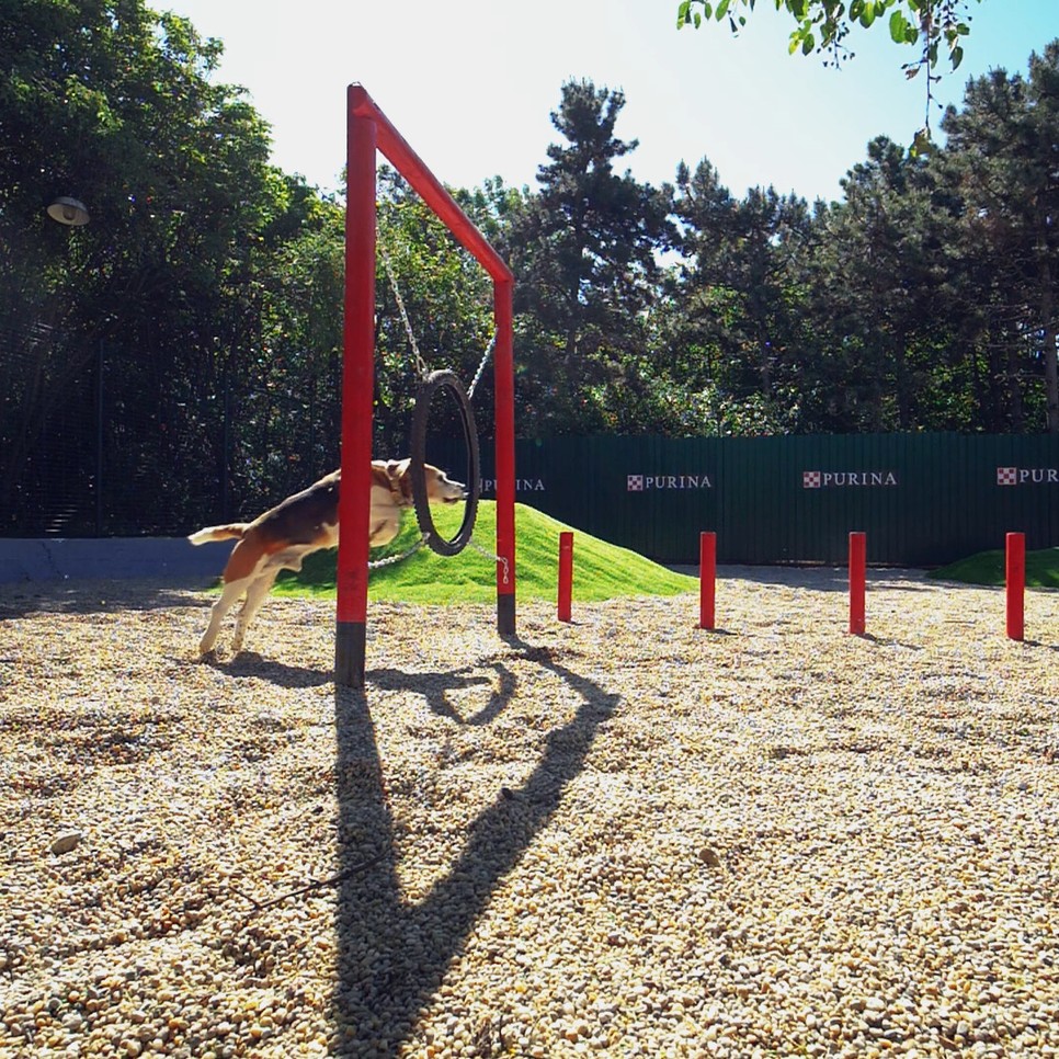 Jobb egészség, több szerető gazdi: menhelyi kutyák örökbefogadását segíti az új agility pálya