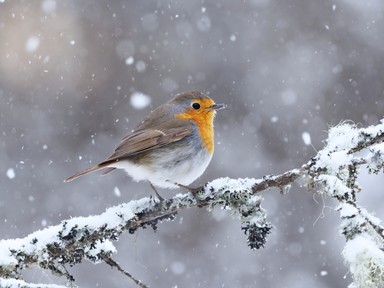Így etesd az énekesmadarakat a szakértő szerint, hogy ne legyen bajuk