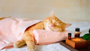 Biohacking az illatok erejével - ez az aromaterápia