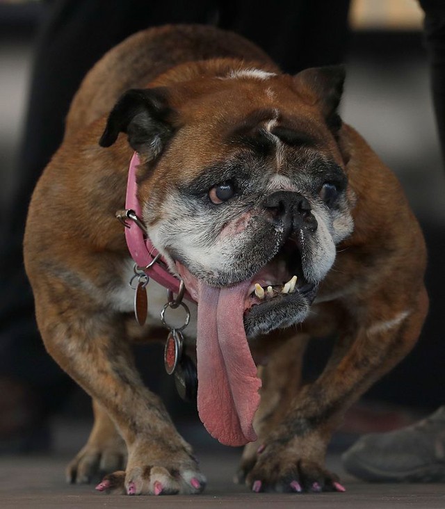 Őt választották a világ legcsúnyább kutyusának, mégis aranyos!