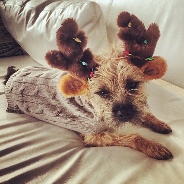 Mihalik Enikő cuki kutyusa apró rénszarvas, megzabáljuk olyan aranyos!