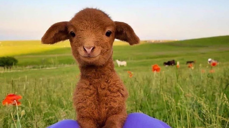 8 Instagram-oldal, ami még ezekben az időkben is a legmegnyugtatóbb