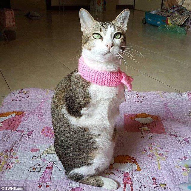 Able, a "kenguru" cica elvesztette a mellső lábait és a farkát, de teljes értékű életet él