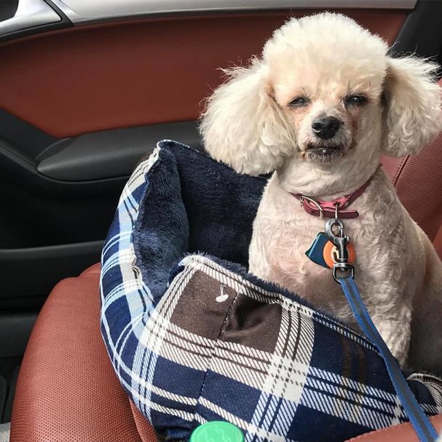 Ezért bosszúból széttépem a legújabb cipődet...