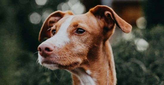 A gondoskodás nem csak simogatás, a kisállat-biztosítás garantálja a kedvenced és a pénztárcád védelmét