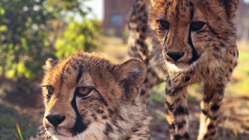 Gepárdok között - Támogasd a dél-afrikai Cheetah Experience menhely munkáját