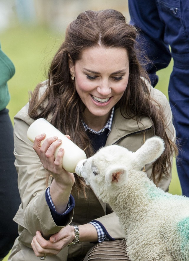 Kate Middleton és a kis bárány