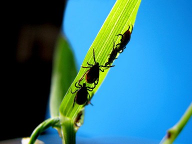 Lyme-kór: hogy ismerheted fel?