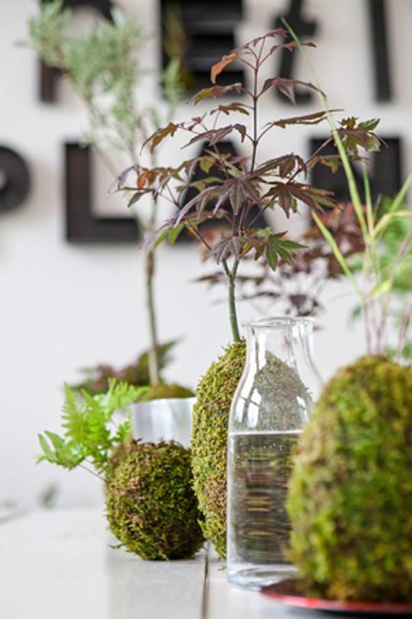 Kokedamával kerekebb a világ