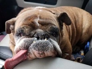 Őt választották a világ legcsúnyább kutyusának, mégis aranyos!