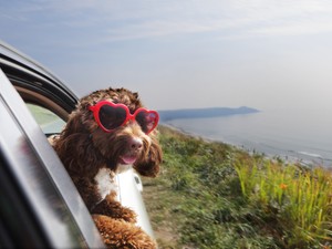 Így tedd elviselhetőbbé a nyári meleget a kutyád számára