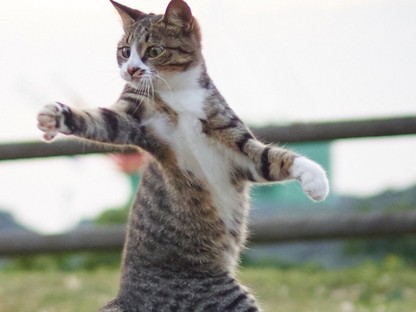 A ninja-macskák léteznek! Elképesztő cuki fotókkal bizonyítjuk be!  