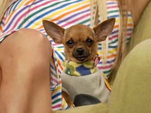 Tinkerbell Hilton után szabadon: Vörös szőnyegen pózolnak és fotózásokra járnak a nepo petek, azok a VIP kisállatok, akik sztárgazdáik révén váltak híressé