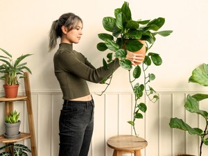 7 mesés szobanövény, amivel pillanatok alatt oázist varázsolhatsz az otthonodból, ráadásul mindent túlél