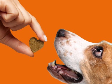 A tudatos kutyatartás új korszaka – bemutatkozik a Dr. Dog vitamin