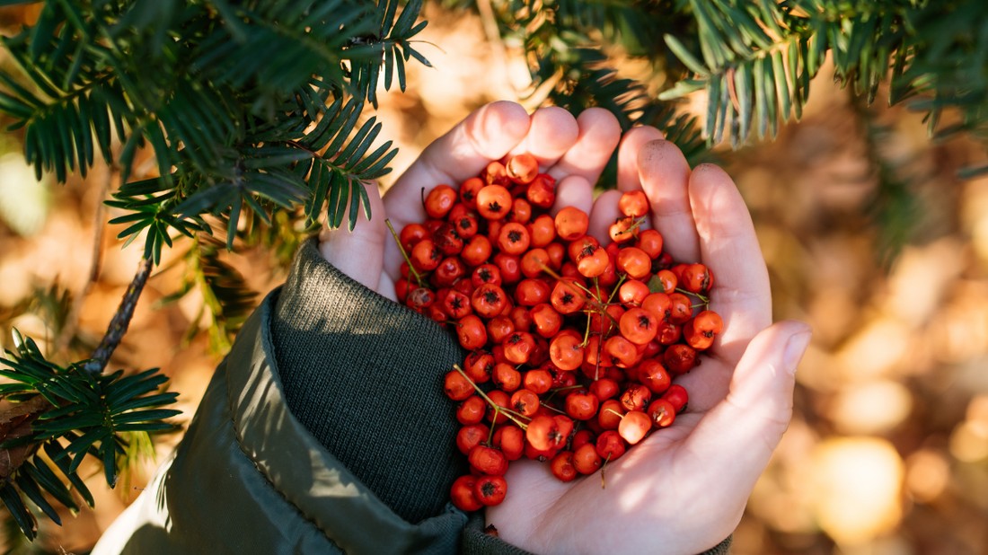 Gyógyszer helyett gyógynövényt!