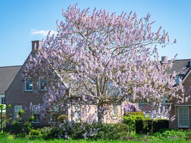 Szerencsét és bőséget hoz az életedbe ez a fa, gyorsan a kerted legszebb pontja válik belőle 