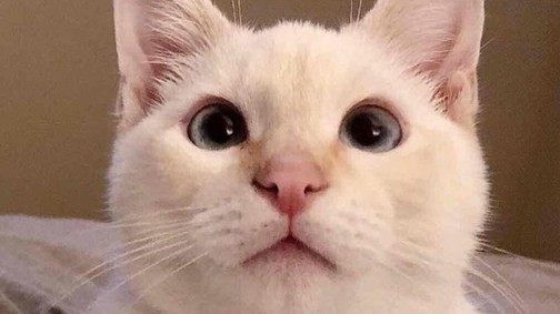 Ha egyszer megnézed ezt a macskás videót, még 50-szer meg fogod!