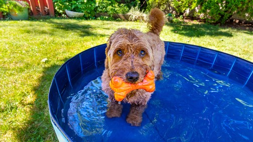 A kánikula akár a kutyád életét is követelheti: szakértő figyelmeztet, mire figyelj oda mindenképpen